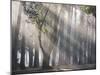 Ibirapuera park's trees in the mist, with light rays-Alex Saberi-Mounted Premium Photographic Print