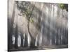 Ibirapuera park's trees in the mist, with light rays-Alex Saberi-Stretched Canvas