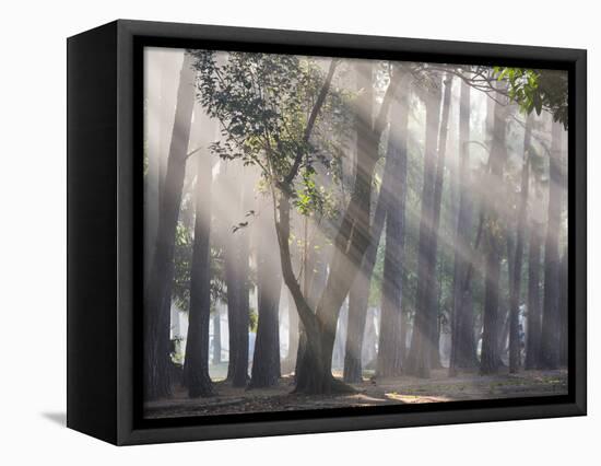 Ibirapuera park's trees in the mist, with light rays-Alex Saberi-Framed Stretched Canvas