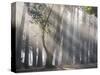 Ibirapuera park's trees in the mist, with light rays-Alex Saberi-Stretched Canvas