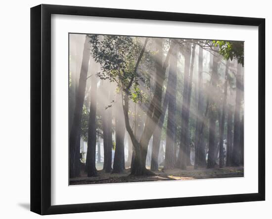 Ibirapuera park's trees in the mist, with light rays-Alex Saberi-Framed Photographic Print