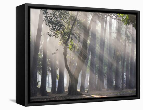 Ibirapuera park's trees in the mist, with light rays-Alex Saberi-Framed Stretched Canvas