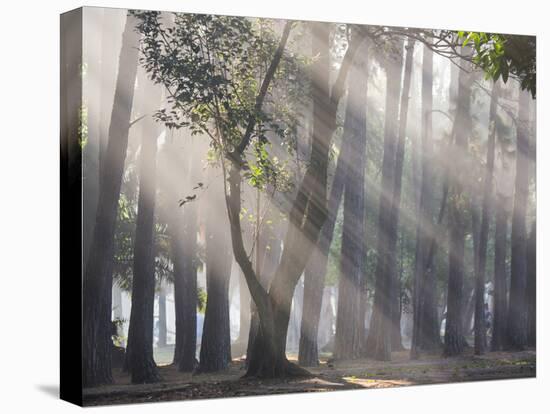 Ibirapuera park's trees in the mist, with light rays-Alex Saberi-Stretched Canvas