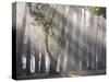 Ibirapuera park's trees in the mist, with light rays-Alex Saberi-Stretched Canvas