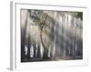 Ibirapuera park's trees in the mist, with light rays-Alex Saberi-Framed Photographic Print