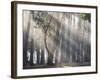 Ibirapuera park's trees in the mist, with light rays-Alex Saberi-Framed Photographic Print