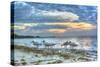 Ibis at Sunrise-Robert Goldwitz-Stretched Canvas