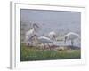 Ibis Excursion-Bruce Dumas-Framed Giclee Print