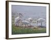 Ibis Excursion-Bruce Dumas-Framed Giclee Print