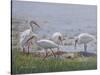 Ibis Excursion-Bruce Dumas-Stretched Canvas