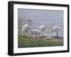 Ibis Excursion-Bruce Dumas-Framed Giclee Print