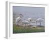 Ibis Excursion-Bruce Dumas-Framed Giclee Print