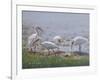 Ibis Excursion-Bruce Dumas-Framed Giclee Print