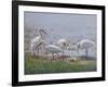 Ibis Excursion-Bruce Dumas-Framed Giclee Print