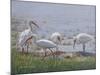 Ibis Excursion-Bruce Dumas-Mounted Giclee Print