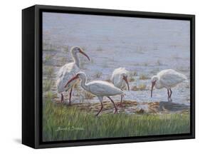 Ibis Excursion-Bruce Dumas-Framed Stretched Canvas