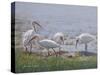 Ibis Excursion-Bruce Dumas-Stretched Canvas