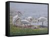 Ibis Excursion-Bruce Dumas-Framed Stretched Canvas