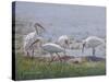 Ibis Excursion-Bruce Dumas-Stretched Canvas