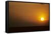 Ibis Flying to Roost at Sunset-null-Framed Stretched Canvas