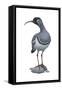 Ibisbill (Ibidorhyncha Struthersii), Birds-Encyclopaedia Britannica-Framed Stretched Canvas