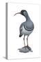 Ibisbill (Ibidorhyncha Struthersii), Birds-Encyclopaedia Britannica-Stretched Canvas