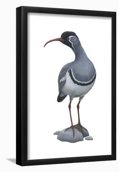 Ibisbill (Ibidorhyncha Struthersii), Birds-Encyclopaedia Britannica-Framed Poster