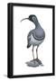 Ibisbill (Ibidorhyncha Struthersii), Birds-Encyclopaedia Britannica-Framed Poster