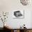 Ibm Electric Typewriter-null-Stretched Canvas displayed on a wall