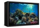 Canvas Black