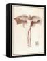 Icarus with a Quite Inadequate Pair of Wings-Peiresc-Framed Stretched Canvas