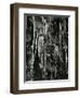 Ice and Branch, Oregon, 1971-Brett Weston-Framed Photographic Print