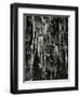 Ice and Branch, Oregon, 1971-Brett Weston-Framed Photographic Print