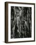 Ice and Branch, Oregon, 1971-Brett Weston-Framed Photographic Print