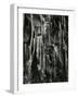 Ice and Branch, Oregon, 1971-Brett Weston-Framed Photographic Print