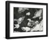 Ice and Grass, High Sierra, California, c. 1950-Brett Weston-Framed Photographic Print