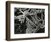 Ice and Grass, Oregon, 1971-Brett Weston-Framed Photographic Print