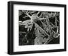 Ice and Grass, Oregon, 1971-Brett Weston-Framed Photographic Print