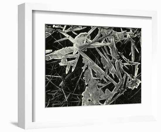 Ice and Grass, Oregon, 1971-Brett Weston-Framed Photographic Print