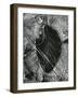 Ice and Leaf, Yosemite, California, 1972-Brett Weston-Framed Photographic Print