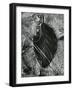 Ice and Leaf, Yosemite, California, 1972-Brett Weston-Framed Photographic Print