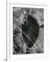 Ice and Leaf, Yosemite, California, 1972-Brett Weston-Framed Photographic Print