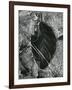 Ice and Leaf, Yosemite, California, 1972-Brett Weston-Framed Photographic Print