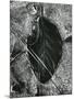 Ice and Leaf, Yosemite, California, 1972-Brett Weston-Mounted Photographic Print