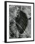 Ice and Leaf, Yosemite, California, 1972-Brett Weston-Framed Photographic Print