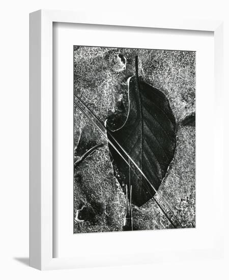 Ice and Leaf, Yosemite, California, 1972-Brett Weston-Framed Photographic Print