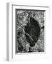 Ice and Leaf, Yosemite, California, 1972-Brett Weston-Framed Photographic Print