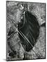 Ice and Leaf, Yosemite, California, 1972-Brett Weston-Mounted Photographic Print