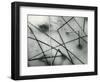 Ice and Reeds, California, 1962-Brett Weston-Framed Photographic Print