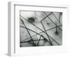 Ice and Reeds, California, 1962-Brett Weston-Framed Photographic Print